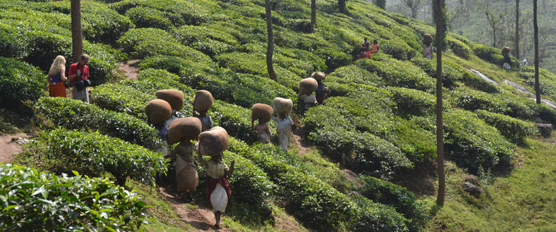 Керала. Чайные плантации
